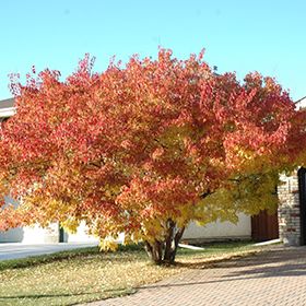 Amur Maple (multi-stem) (Acer ginnala '(multi-stem)') at Oakland Nurseries Inc Thumbnail Acer Ginnala, Amur Maple, Fruits Photos, Ornamental Trees, Maple Tree, Deciduous Trees, Landscaping Plants, Types Of Soil, Trees And Shrubs