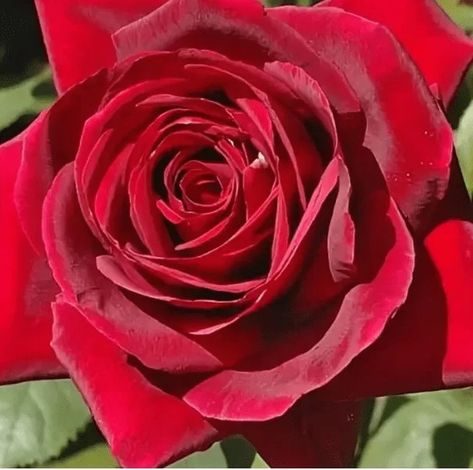 Mister Lincoln rose | All about Roses Mister Lincoln Rose, Mr Lincoln Rose, Rooting Roses, California Drought, July Quotes, Hybrid Tea Rose, Plant Mister, Rose Care, Types Of Roses