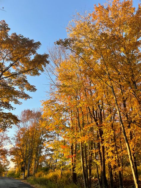 Bright yellow orange foliage with a peak of bright blue sky in the evening sun Catskills Aesthetic, Catskills Ny, Country Aesthetic, The Catskills, Livingston, Instagram Inspo, Plants, Instagram, Nature