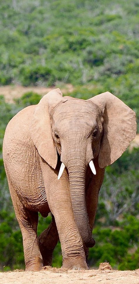 An elephant in the wild. Photos Of Animals, Wild Animals Photography, Wild Animals Photos, Photography Animals, Wild Animals Pictures, Animals Photos, Wildlife Photographer, Animals Amazing, An Elephant