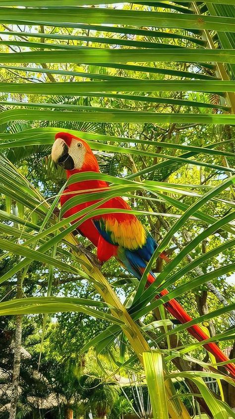 Austeja Core, Funny Bird Pictures, Parrot Wallpaper, Jungle Life, Pretty Animals, Funny Birds, Bird Pictures, Tropical Birds, Colorful Birds