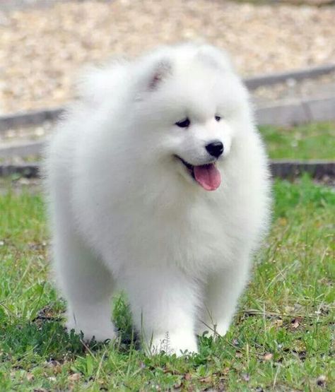 Samoyed Dogs Cute, Majestic Dog, Russian Dogs, Samoyed Puppy, Samoyed Dogs, Dogs Cute, Fluffy Dogs, Alaskan Malamute, White Dog