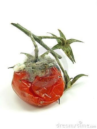 Charcoal Art, Rotten Tomatoes, Tomatoes, Disease, Portfolio, Stuffed Peppers, Plants, Quick Saves, Art