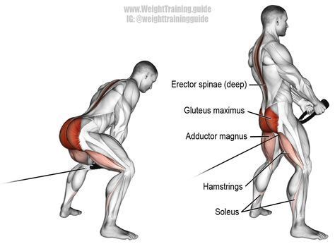 Cable pull through. A compound exercise. Target muscle: Gluteus Maximus. Synergistic muscles: Erector Spinae, Hamstrings, Adductor Magnus, Soleus, and Anterior Deltoid. Erector Spinae, Fitness Studio Training, Cable Workout, Gym Antrenmanları, Compound Exercises, Gluteus Maximus, Muscles In Your Body, Leg Day, Fitness Transformation