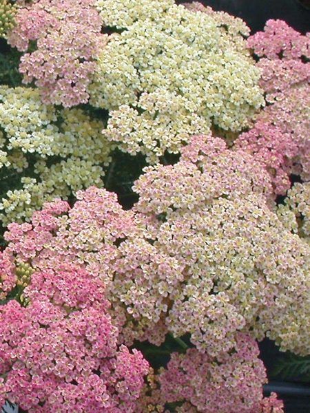 Container Gardening Shade, Achillea Millefolium, Deer Resistant Plants, Pink Garden, Pretty Plants, Flowers Perennials, Outdoor Landscaping, Perennial Plants, Trees And Shrubs