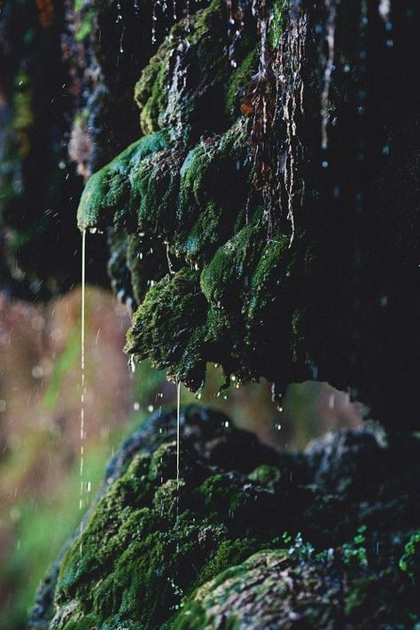 wild, moss, green, outdoors, rain, weather, nature Dark Naturalism, Theme Nature, Slytherin Aesthetic, Alam Yang Indah, Dragon Age, Nature Aesthetic, Enchanted Forest, Green Aesthetic, In Water