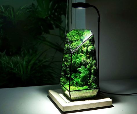 Lush Interior, Overhead Lamp, Wardian Case, Green Artwork, Light Panels, Organic Kitchen, Planting Plan, Spark Up, Moss Terrarium