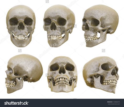 Human skull from different angles isolated Skull Angles, Human Skull Anatomy, Skull References, Human Skeleton Anatomy, Skull Anatomy, Head Anatomy, Skull Reference, Skeleton Anatomy, Human Anatomy Drawing