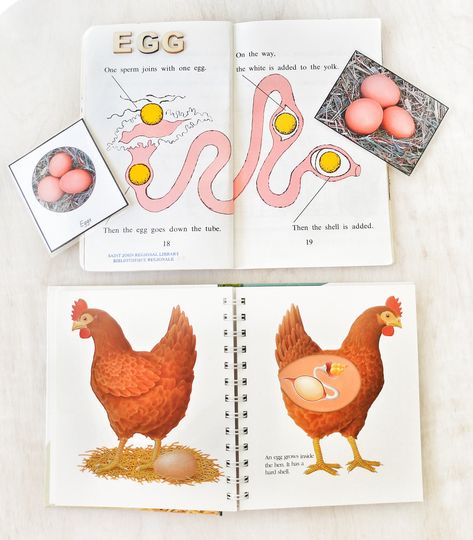 Chicken Activities, Oviparous Animals, Chicken Life Cycle, Books Crafts, First Grade Lessons, Farm School, Hatching Chicks, Chicken Life, Homeschool Inspiration