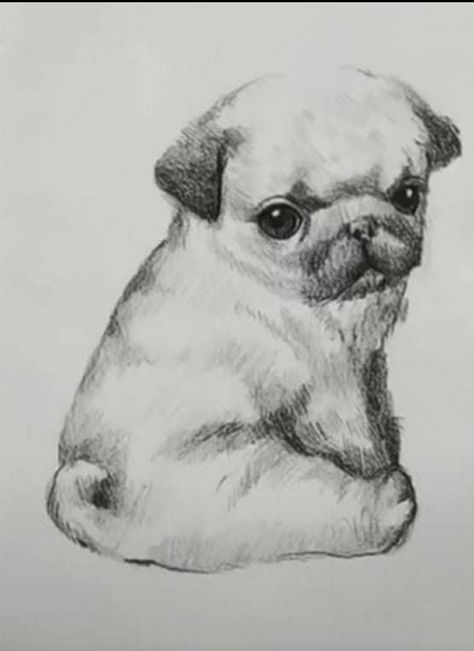 Animal Sketches Easy, Dog Pencil Drawing, Realistic Animal Drawings, Puppy Sketch, Colorful Hairstyles, Pencil Drawings Of Animals, Puppy Drawing, Animal Drawings Sketches, Dog Sketch