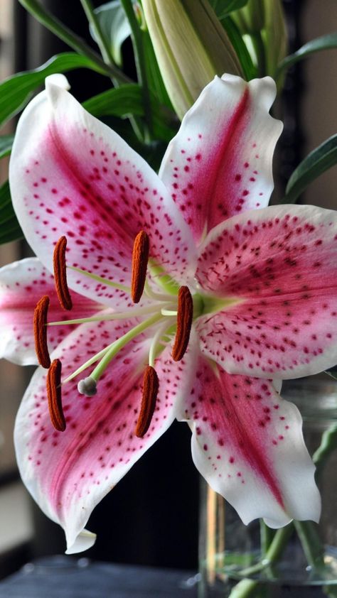 1080x1920 Wallpaper lily, thistle, flower, vase, stamens, window Stargazer Lilly, Arreglos Ikebana, Lilly Flower, Stargazer Lily, Thistle Flower, Most Beautiful Flowers, Diy Vase, Exotic Flowers, Lily Flower