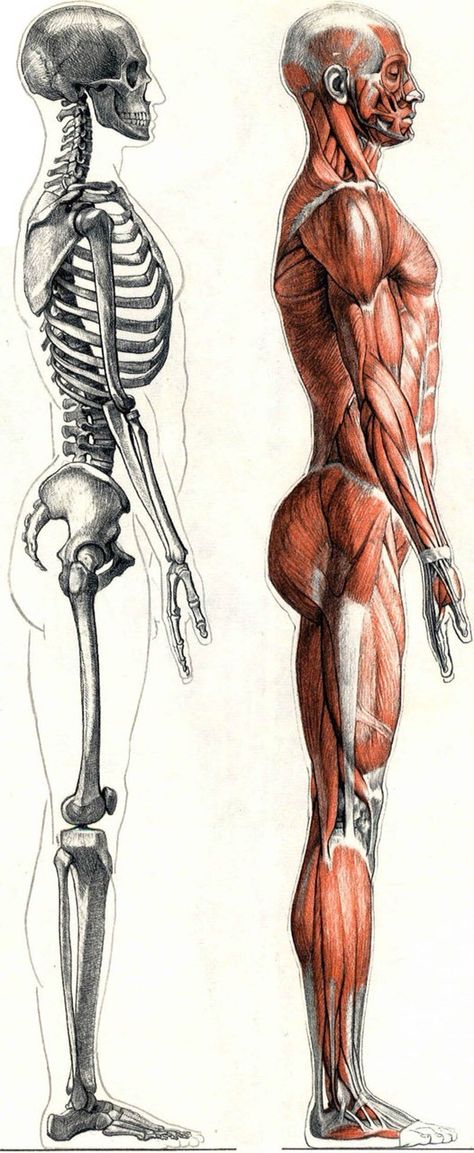 Human Anatomy Reference, Art Anatomy, Anatomy Bones, Skeleton Anatomy, Man Anatomy, Body Structure, Human Body Anatomy, Drawing Body Poses, Anatomy Tutorial