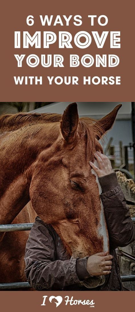 Owning Horses, Horse Training Exercises, Horse Lessons, Horse Information, Riding Tips, Horse Exercises, Horse Care Tips, Horse Facts, Horse Info