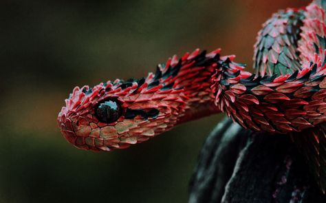 indonesian autumn adder - boy do I want this cuty as a pet. Good that it is imposible ♥ African Bush Viper, Viper Snake, Snake Dragon, Regnul Animal, Snake Wallpaper, Cute Reptiles, Beautiful Snakes, Crocodiles, Reptiles And Amphibians