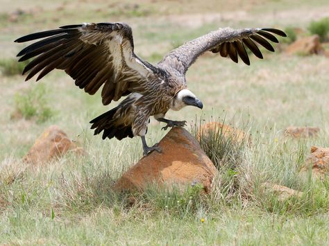 Griffin Vulture, Griffon Vulture, Hooded Vulture, African Vultures, Bearded Vulture Wings, White Back Vulture, Lappet Faced Vulture, Fly Drawing, Africa Wildlife