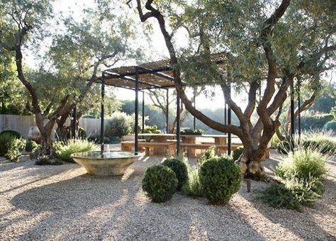 Genius Garden Ideas: 10 Landscapes with Olive Trees - Gardenista Pea Gravel Patio Ideas, Gravel Patio Ideas, Playrooms Ideas, Olive Trees Landscape, Olive Trees Garden, Bedroom Canopy, Pea Gravel Patio, Dream Villa, Gravel Landscaping