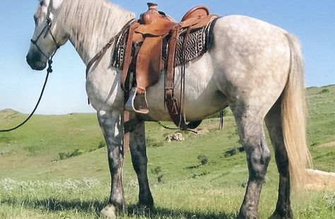 Percheron - Quarter Horse Cross....I see him in my future. Draft Quarter Horse Cross, Horse Colours, Stunning Horses, Cowboy Lifestyle, Working Cow Horse, Percheron Horses, Majestic Horses, Gorgeous Horses, Horse Riding Clothes