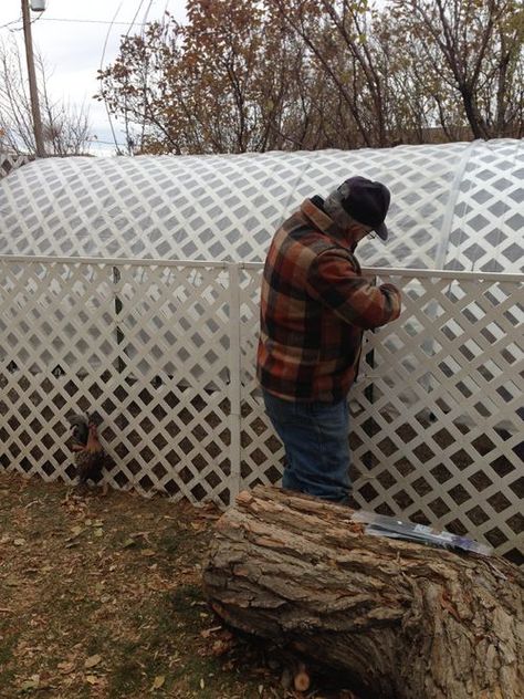 Cattle Panel Chicken Coop, Hoop House Chickens, Raising Pheasants, Hoop Coop, Chicken Tunnels, Chicken Care, Large Backyard Landscaping, Cattle Panels, Raising Ducks