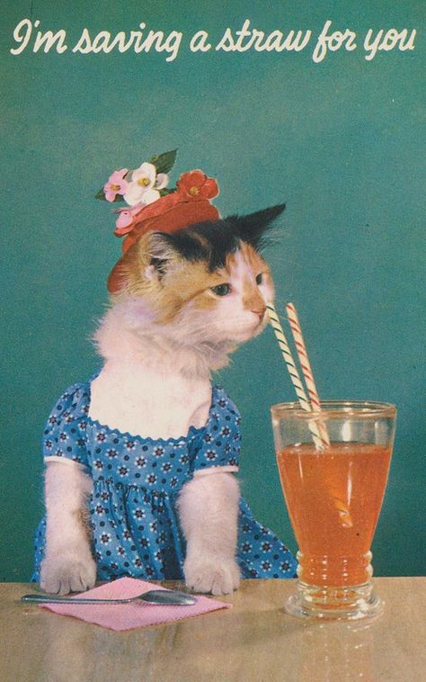 Vintage Birthday Cards, Cat People, Vintage Birthday, Red Hat, Cat Treats, Vintage Printables, Silly Cats, Vintage Cat, Cat Clothes