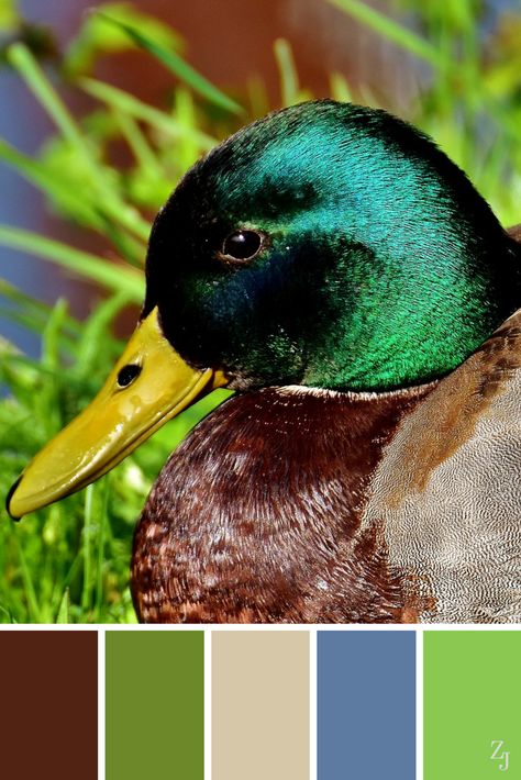 Colours That Go Together, Mallard Ducks, Decor Color Palette, Color Me Mine, Interior Color Schemes, Good Color Combinations, Color Collage, Mallard Duck, Design Seeds