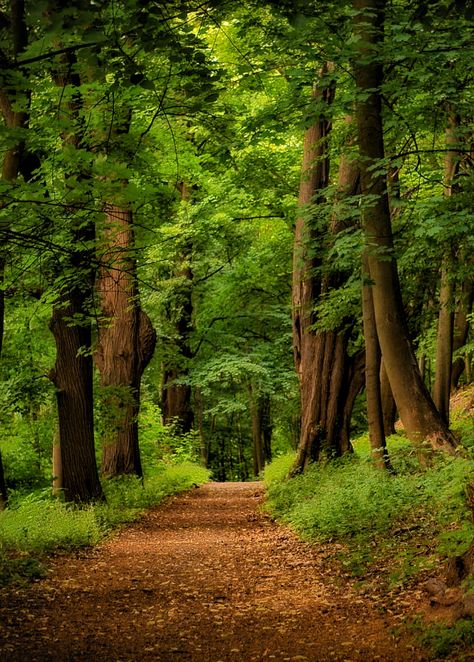 Trying For A Baby, 숲 사진, Forest Sunset, Forest Scenery, Trees Forest, Tree Images, Forest Road, Forest Path, Scenic Photography