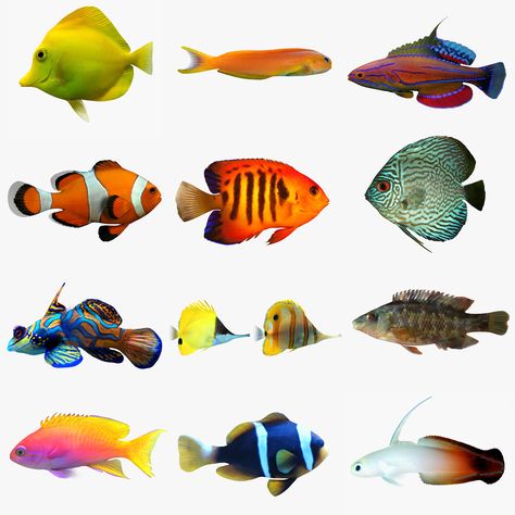 Fish Reference Photo, Images For Collage, Fish Reference, Fish Image, Art Aquarium, Fish Stickers, Fish Photos, Fish Images, Fish Photo