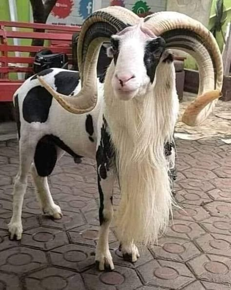 Animal Zoid #animalzoid #animal #animals Damascus Goat, Animal Horns, Goat Picture, Goats And Sheep, Sheep Breeds, Cute Goats, Animals Amazing, Most Beautiful Animals, Interesting Animals