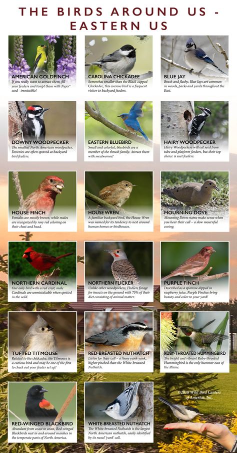 Backyard Birds Watching, Backyard Birds Sanctuary, Bird Facts, Bird Identification, Nature Vibes, Birds And The Bees, Diy Birds, Wildlife Gardening, Wild Bird