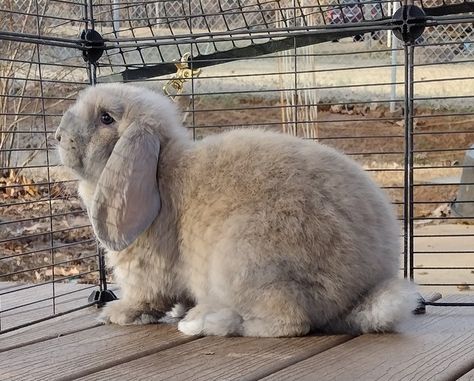 French Lops by Storybook Bunnies French Lops Rabbits, French Lop Bunny, Grey Lop Bunny, French Lop, French Angora Rabbit, American Fuzzy Lop Rabbit, Lop Bunny, Rabbit Life, Cute Bunny