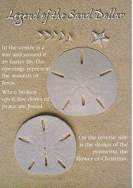 Legend of the Sand Dollar 89-T | Karyn Schronski | Flickr Legend Of The Sand Dollar, Cleaning Sea Shells, Legend Of The Poinsettia, Painted Sand Dollars, Sand Dollar Craft, Sand Dollar Art, Sea Shells Diy, Beach Themed Crafts, Easter Lily