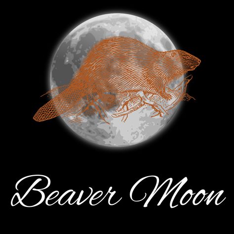 November – Beaver Moon, In November the full moon is called the Beaver Moon, but it is also known as the Trading, Turkey, Dark, Oak, Hare, Scratching or Mourning Moon. The Beaver Moon is named from the times when Native Americans and Europeans would set beaver traps to collect their pelts before the winter freeze sets in. The Beaver Moon is time for gratefulness and reflection, figuring out what you can learn from the year you’ve had so far. 1111 Portal, November Magick, Full Moon Taurus, November Moon, Moon Taurus, November Full Moon, Beaver Moon, Moon Names, Happy November