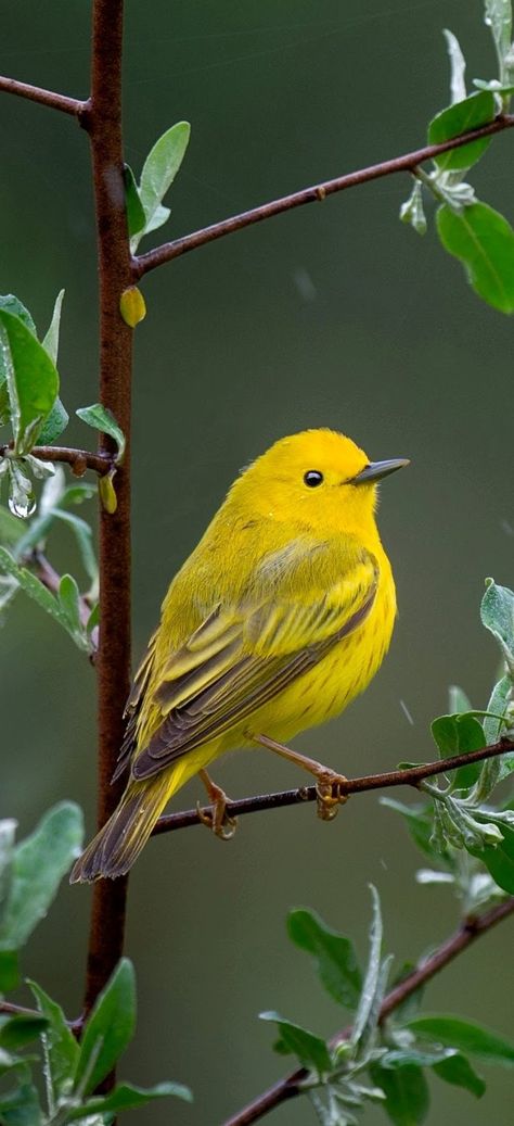 Beautiful yellow warbler bird. #Birds #BeautifulBirds #BirdFeathers #Animals Prothonotary Warbler, Yellow Warbler, Beautiful Butterfly Photography, Yellow Animals, Funny Parrots, Yellow Bird, Backyard Birds, Bird Pictures, Pet Life