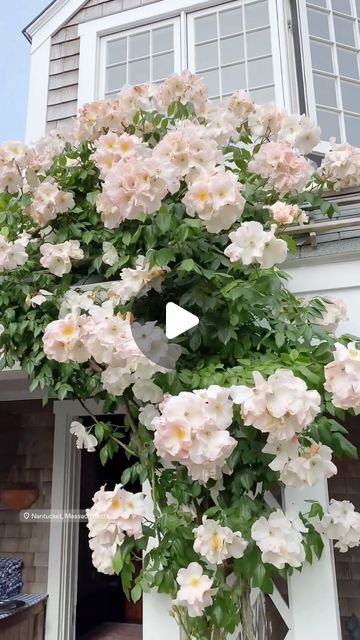 @saltairenantucket on Instagram: "The beautiful roses of Sconset Nantucket! 🌸🌿 #fyp #nantucket #roses #pink #flowers #blooming #garden #gardeninspo #summertime" Sconset Nantucket, Black Eyed Susan Vine, Blooming Garden, Outside Spaces, Flowers Blooming, Roses Pink, Black Eyed Susan, Clematis, Nantucket