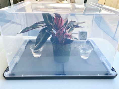 Diy Plant Humidifier, Humidity Tray For Plants Diy, Diy Humidity Dome, Plant Humidity Tray, Growing Dome, Diy Plant Humidity Dome, Garden Planter Boxes Diy, Humidity Dome For Plants, Raised Planter Boxes