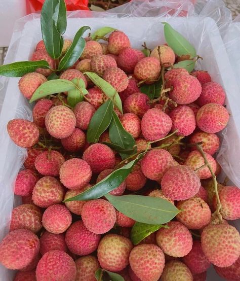 Litchi Aesthetic, Lychee Aesthetic, Lychee Tree, Foodie Pics, Lychee Fruit, Peach Aesthetic, Chocolate Fruit, Yummy Comfort Food, Orange Tree