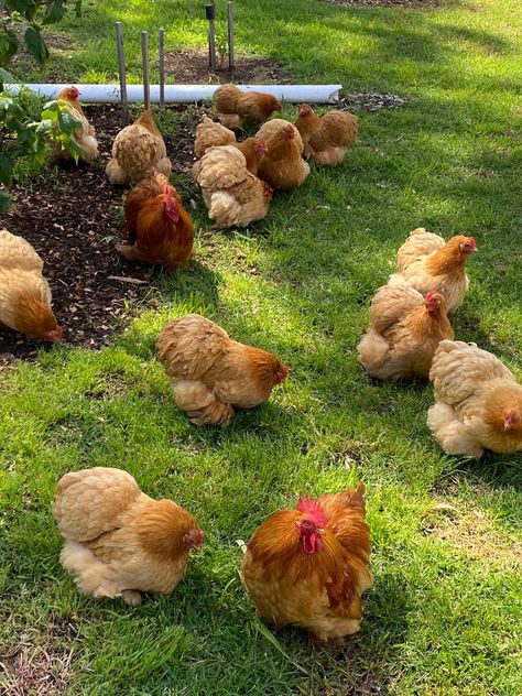 Airline Jobs, Bantam Chickens, Farm Lifestyle, Mini Farm, Hens And Chicks, Lifestyle