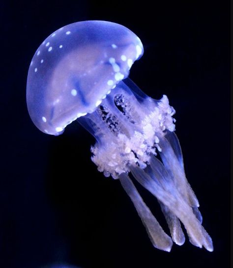 Spotted Lagoon Jellyfish, Lagoon Jellyfish, White Spotted Jellyfish, Whimsical Jellyfish, Pretty Jellyfish, Spotted Jellyfish, Phantom Jellyfish, Jellyfish Species, Jellyfish Pictures