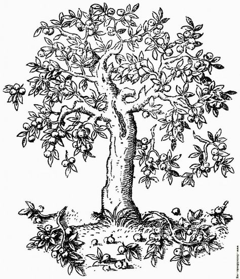 Fruit Coloring Pages ⋆ coloring.rocks! Apple Tree Drawing, Drawing Trees, Shopkins Colouring Pages, Drawing Apple, Leaf Coloring Page, Fruit Coloring Pages, Heart Coloring Pages, Tree Coloring Page, Tree Clipart