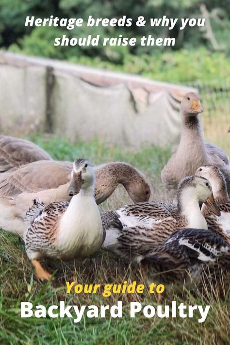 Check out this list of heritage-breed chickens, ducks and geese! Are you a homesteader, farmer or starting out with backyard ducks? There are manuals, full profiles on these rare poultry breeds, and more. Photo courtesy of Slow Farm NC. Breed Chickens, Geese Breeds, Heritage Chicken Breeds, Heritage Chickens, Poultry Breeds, Duck Breeds, Backyard Ducks, Chicken Coloring, Ducks And Geese