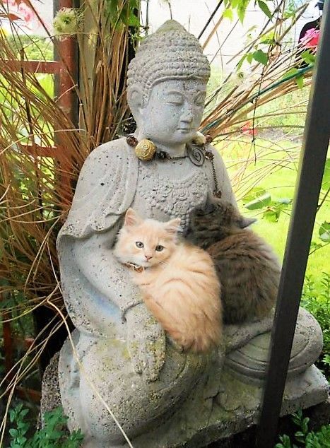 Cat Buddha, Funny Cute Cats, Cute Cats And Dogs, Orange Cat, Silly Cats, Beautiful Cats, 귀여운 동물, Cute Funny Animals, Animals Friends