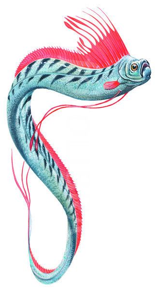 Oar Fish Oarfish Tattoo, Oar Fish, Blue Words, Weird Fish, Animal Study, Fish Illustration, Fish Drawings, Art Folder, Desenho Tattoo