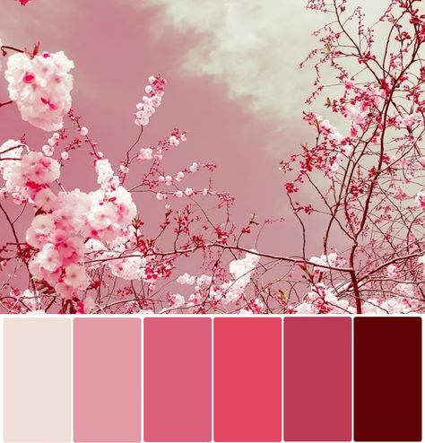 Cherry Pink Color Palette, Cherry Blossom Wedding Theme Color Schemes Colour Palettes, Cherry Blossom Pink Color, Sakura Colour Palette, Japanese Cherry Blossom Color Palette, Pink Monochrome Color Palette, Pink Pallets Colour Palettes, Cherry Packaging Design, Cherry Blossom Hair Color