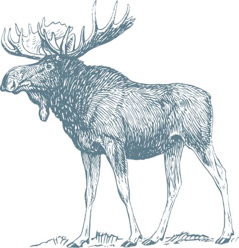 Moose Tattoo, Wood Burning Stencils, Creative Commons Images, Tree Sketches, Wood Burning Patterns, Drawing Images, Black And White Drawing, Zoology, Animal Coloring Pages