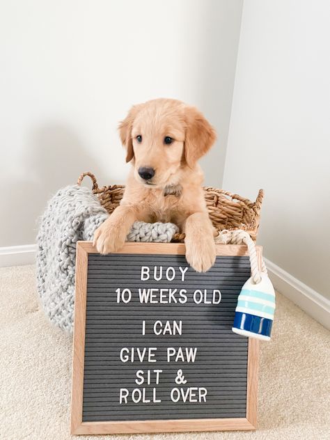 Dog Letter Board #puppy #dog #letterboard New Puppy Letter Board, Dog Letterboard Quotes, Puppy Letterboard, Dog Letterboard, Puppy Announcement Ideas, Puppy Shower Party, Pet Announcement, Rio Party, Puppy Photoshoot