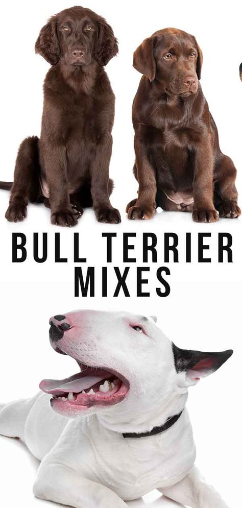 Bull terrier mixes. Cute Bull Terrier Puppies, Staff Bull Terrier, Bull Terrier Colors, Jack Terrier, Terrier Mix Breeds, Bull Terrier Funny, Miniature Bull Terrier, Ibizan Hound, Nanny Dog