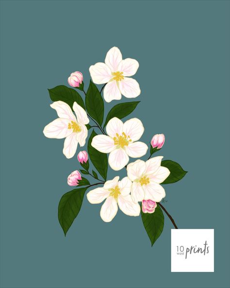 Apple Flower Illustration, Arkansas State Flower, Apple Blossom Illustration, Apple Blossom Painting, Apple Blossom Drawing, Apple Blossom Branch, Blossom Illustration, Hey Sunshine, Candle Photoshoot