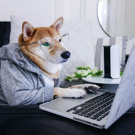 Bodhi is hard at work as he lounges his grey hoodie, which matches his monochromatic office Menswear Dog, Pet Advertising, Dog Words, Kitten Images, Office Dog, Famous Dogs, Looks Pinterest, Pet Style, 웃긴 사진