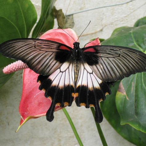 Great Mormon Butterfly (female tailed) Great Mormon Butterfly, Mormon Butterfly, Love Pinterest, Moth Caterpillar, Beautiful Bugs, Lds Temples, Animal Photos, Bugs And Insects, Birds Tattoo