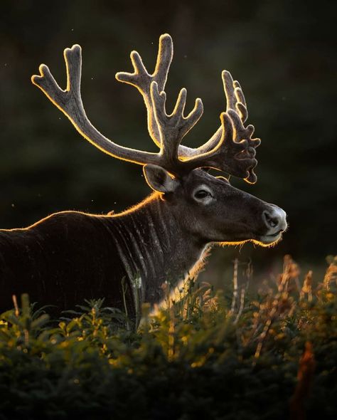 Caribou Drawing, Woodland Caribou, Nordic Animals, Mask Inspiration, Animal Studies, Animal Photography Wildlife, Critters 3, Eastern Woodlands, Boreal Forest