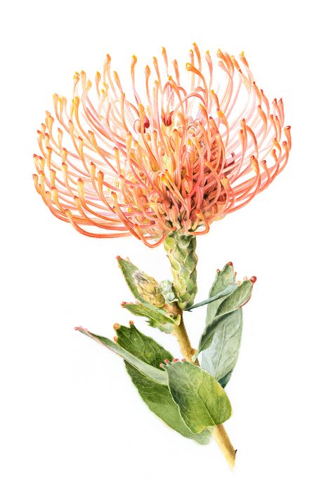 Леукоспермум (лат. Leucospermum) Protea Art, Protea Flower, Australian Natives, Australian Flowers, Australian Native Flowers, Botanical Drawing, Australian Plants, Native Flowers, Australian Flora